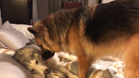 German Shepherd won't let stubborn husky sleep